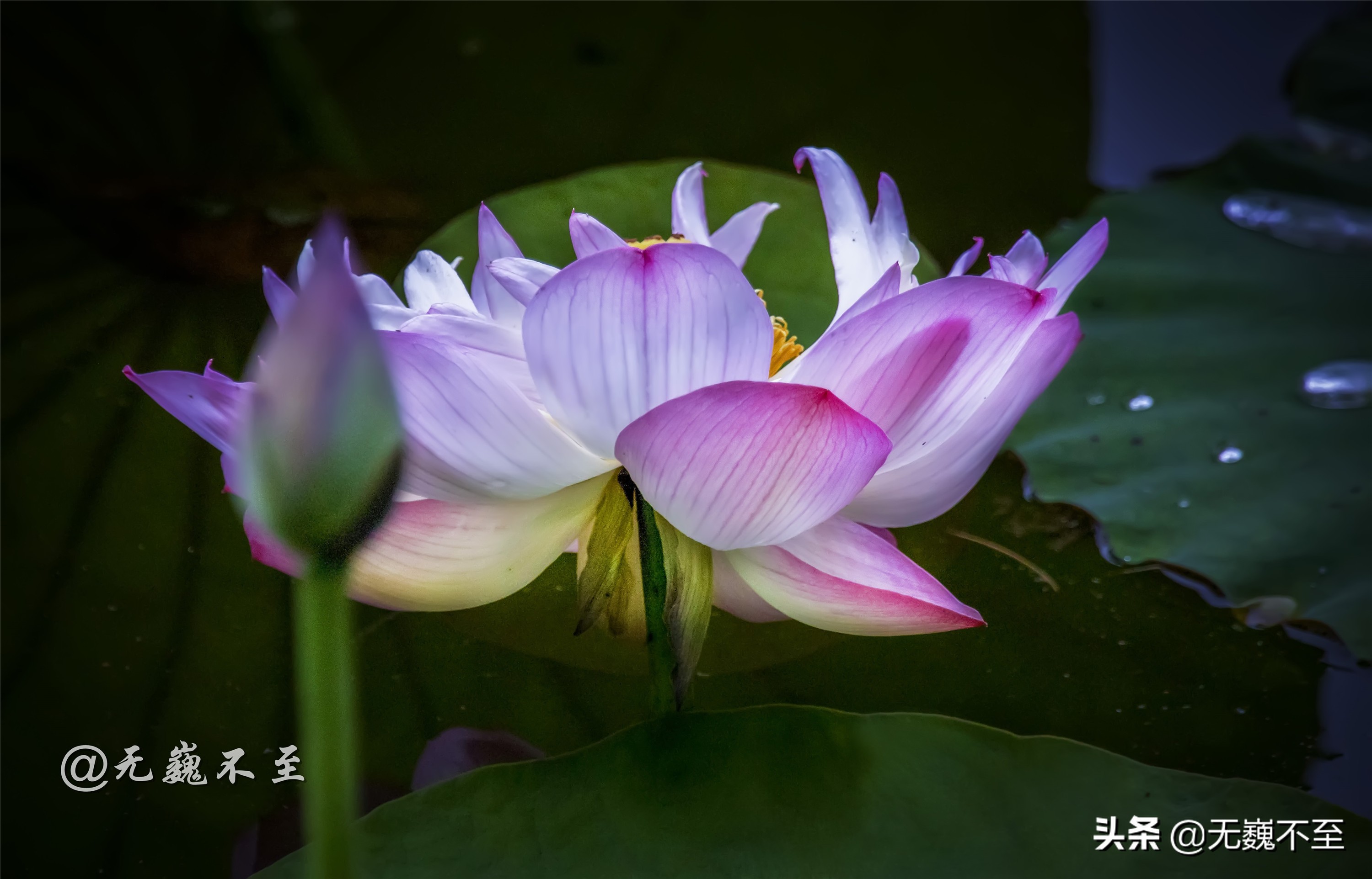 青白江的夏雨荷 夏至錯失日環食 怡湖園中觀芙蕖 天天看點