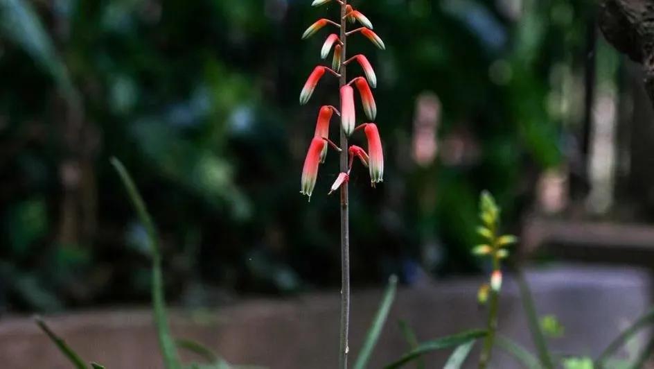 2020年發現的十大新物種