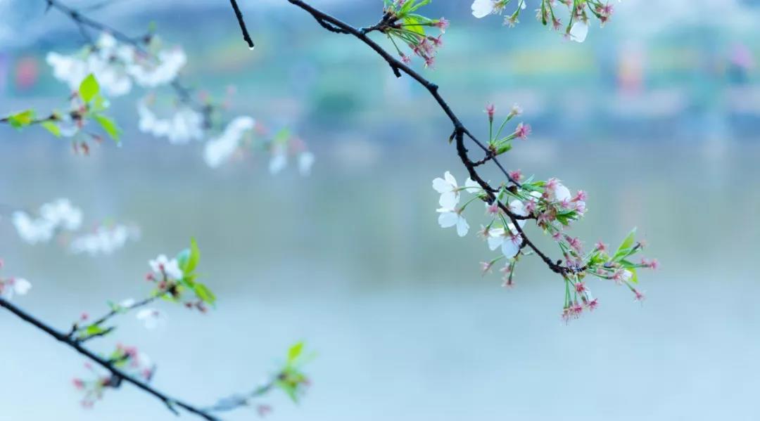 诗词里的10座“樱花之城”，城城秒杀北海道