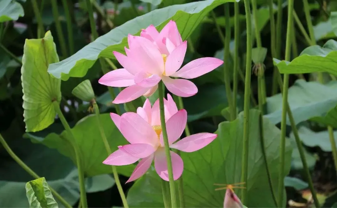 描写9种花的好词好句好诗