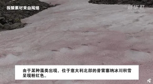 意大利冰川变粉红色 雪生藻类暴发导致“西瓜雪