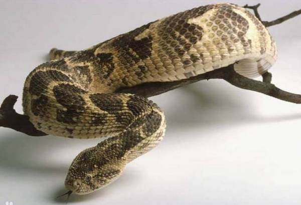 地球上10大毒蛇，被第3个咬到几乎必死，你知道几个？