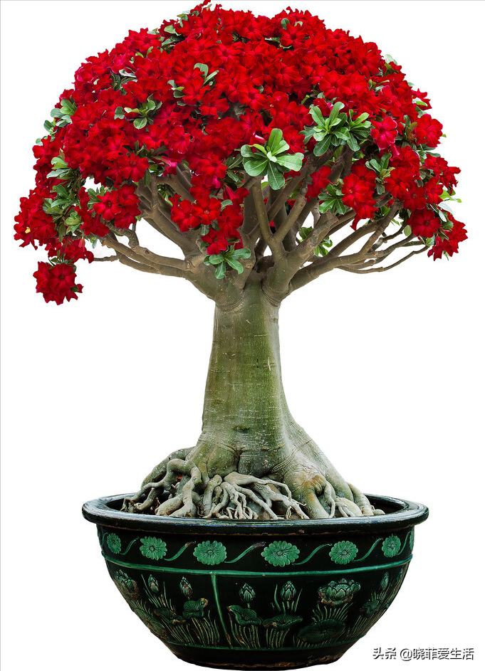 3種花不怕熱 耐曬更耐旱 越曬長得越旺 開花越鮮豔 曉菲愛生活 Mdeditor