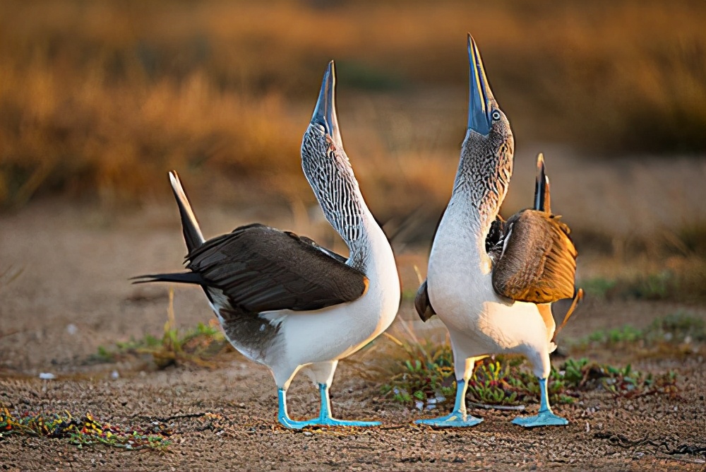 看完這些冷星空体育官网入口网站，估計你們可能會懷疑它的真實性