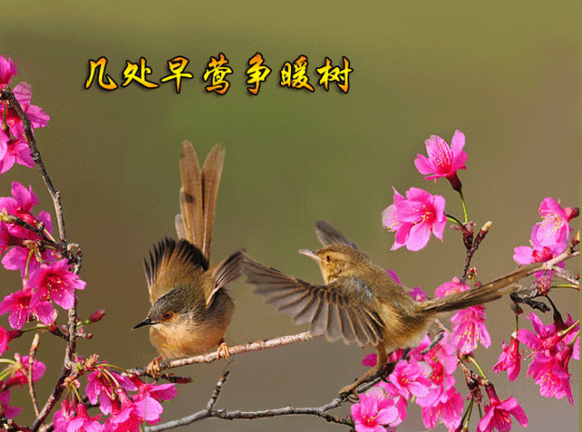 迎喜|大年初四迎喜神,吉祥喜鹊送给你 祝亲友一整年喜上眉梢喜事连连