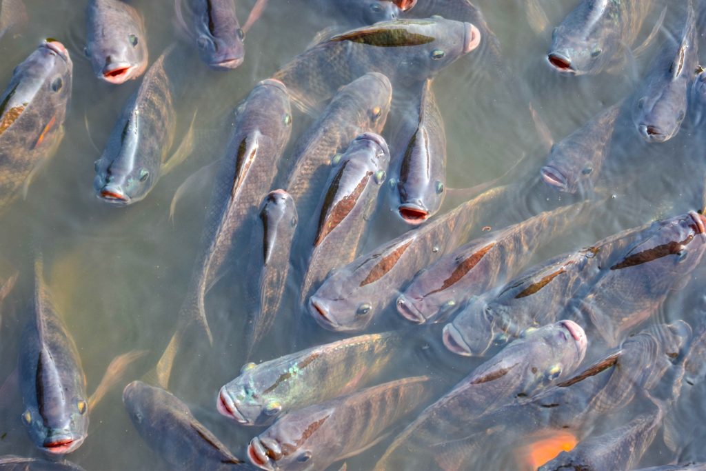 非洲鲫鱼侵入珠江口，3个月就能繁殖，本土鱼被逼入“绝境”？