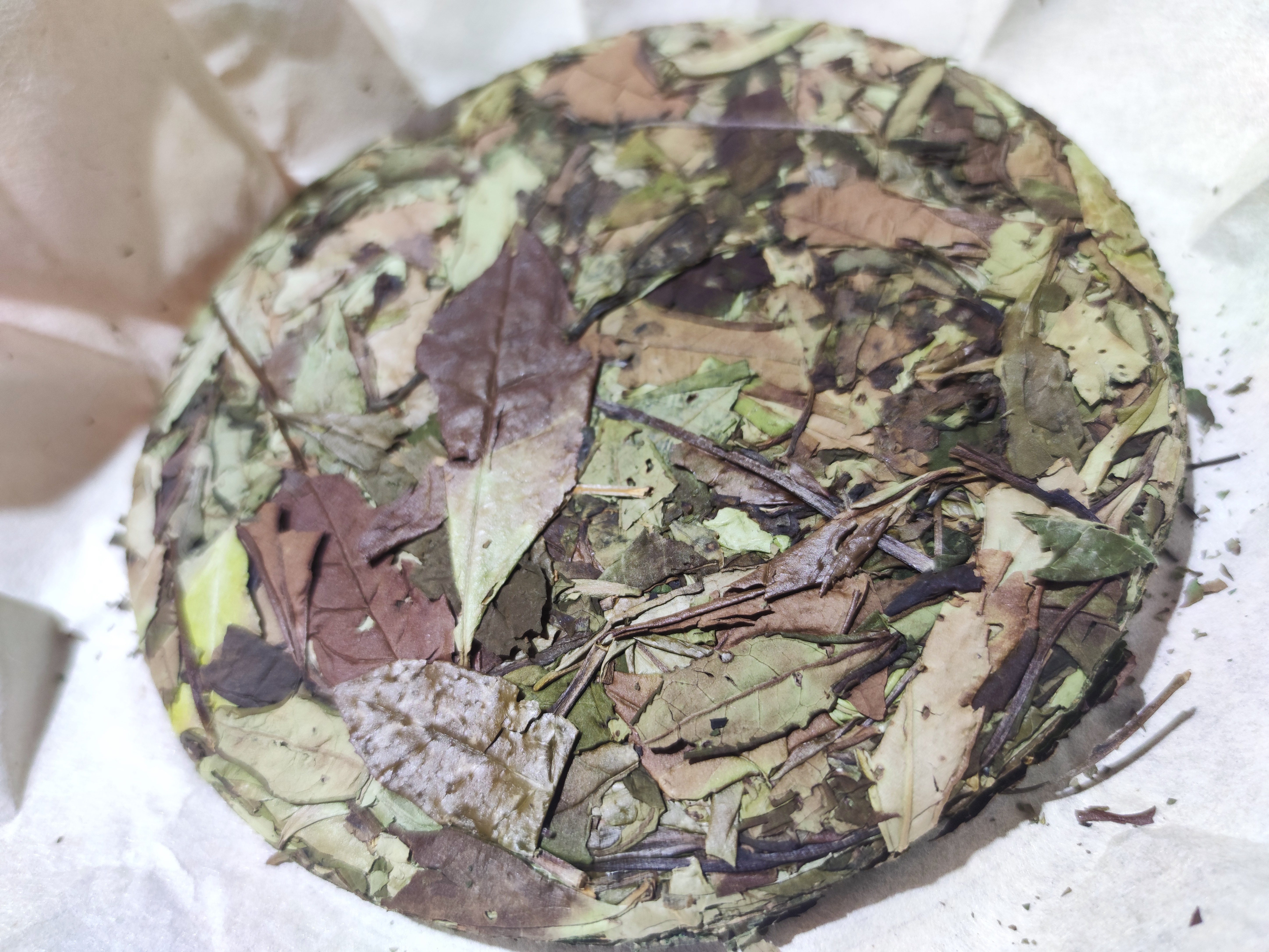 陸桐說茶：許多年后，茶樹長大了，他們卻老了