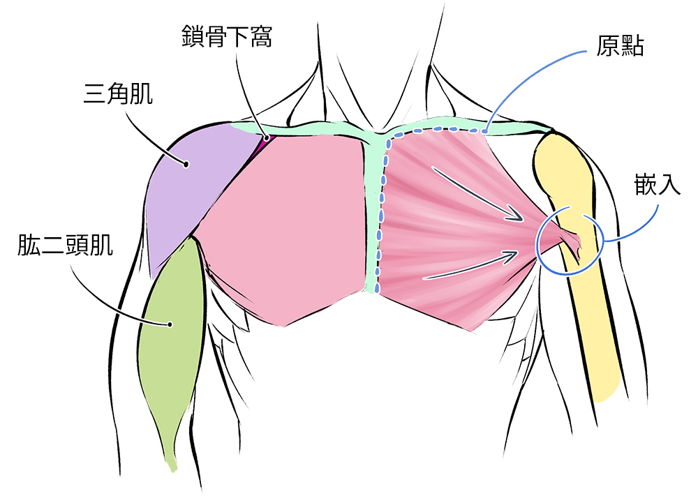 绘画新手如何快速画出人体肌肉？人体肌肉绘画指南