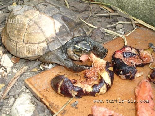 四種危害烏龜壽命的日常，朋友，請你不要這樣養龜「龜谷鱉老」