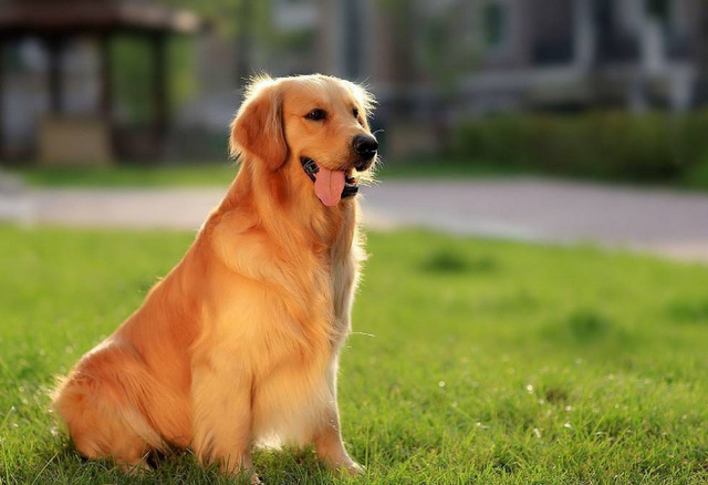 十大忠诚的狗排名最忠诚的狗排名第一