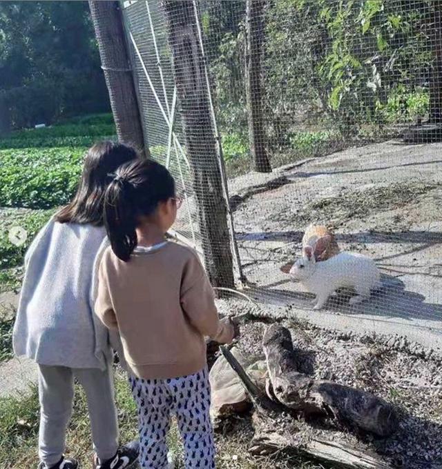 黎姿儿童节野外运动，三个女儿爬树身手敏捷，教育方式好独特