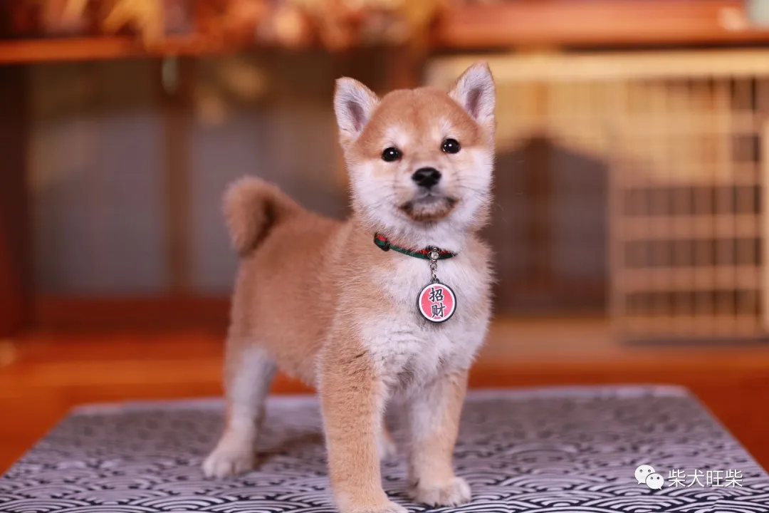 柴犬百科 沒有豆豆眉的柴犬是純種柴犬嗎 柴大咖 Mdeditor