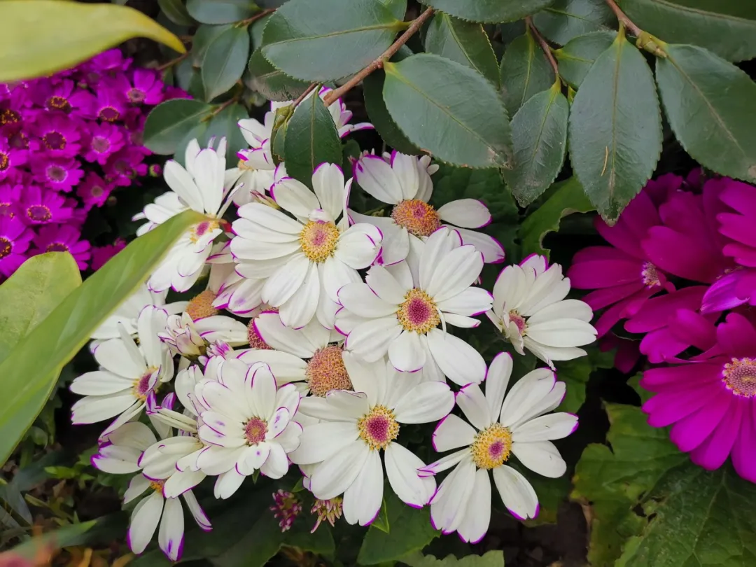 拥抱春天——四川天府新区华阳幼儿园小四班主题活动