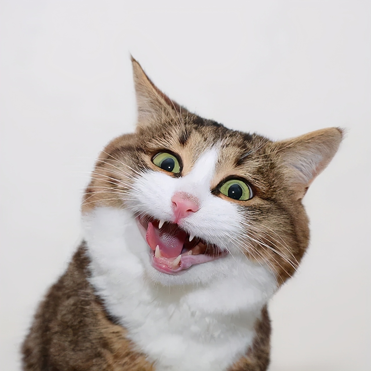 震惊猫猫脸 笑翻全网 主人 别笑了 它很痛苦 猫与爱的世界 Mdeditor