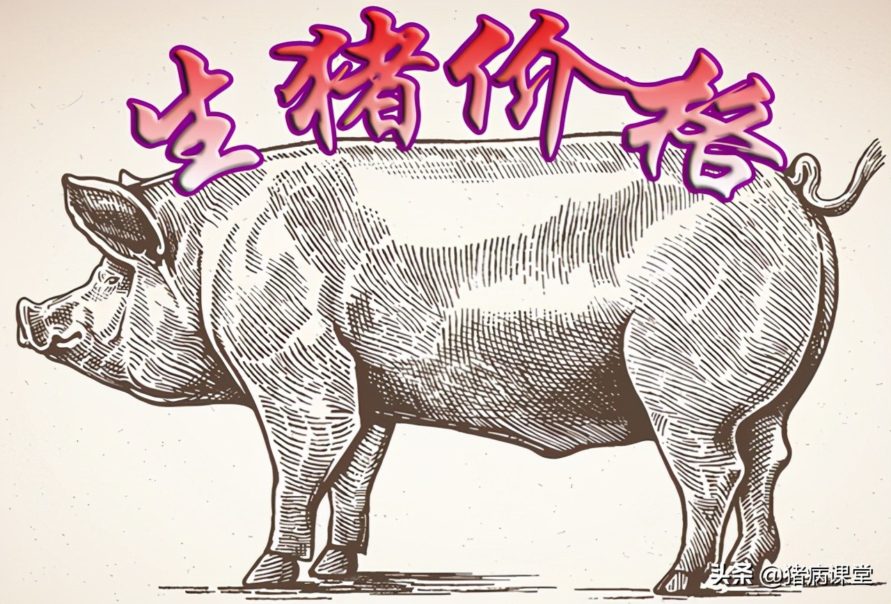 生猪价格｜3月31日全国生猪今日价格呈现及未来