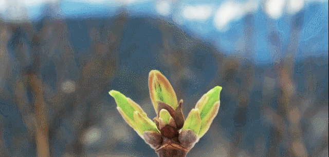 “云”溪笔谈 | 坐看教育云起时