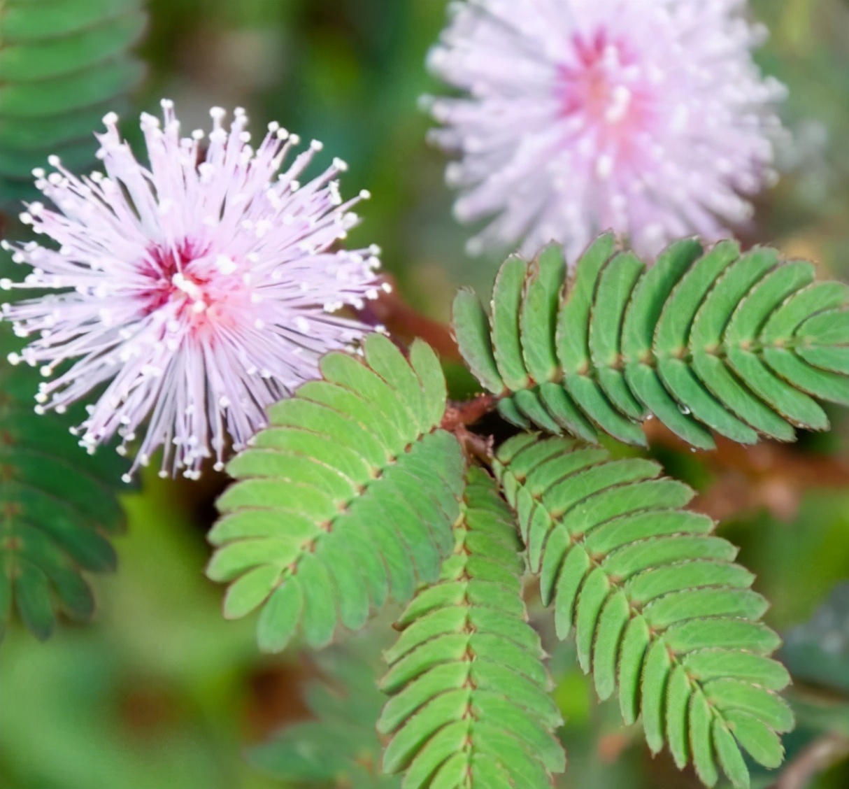 户外的5种有毒花卉 遇见都要绕道走 养花哥 Mdeditor