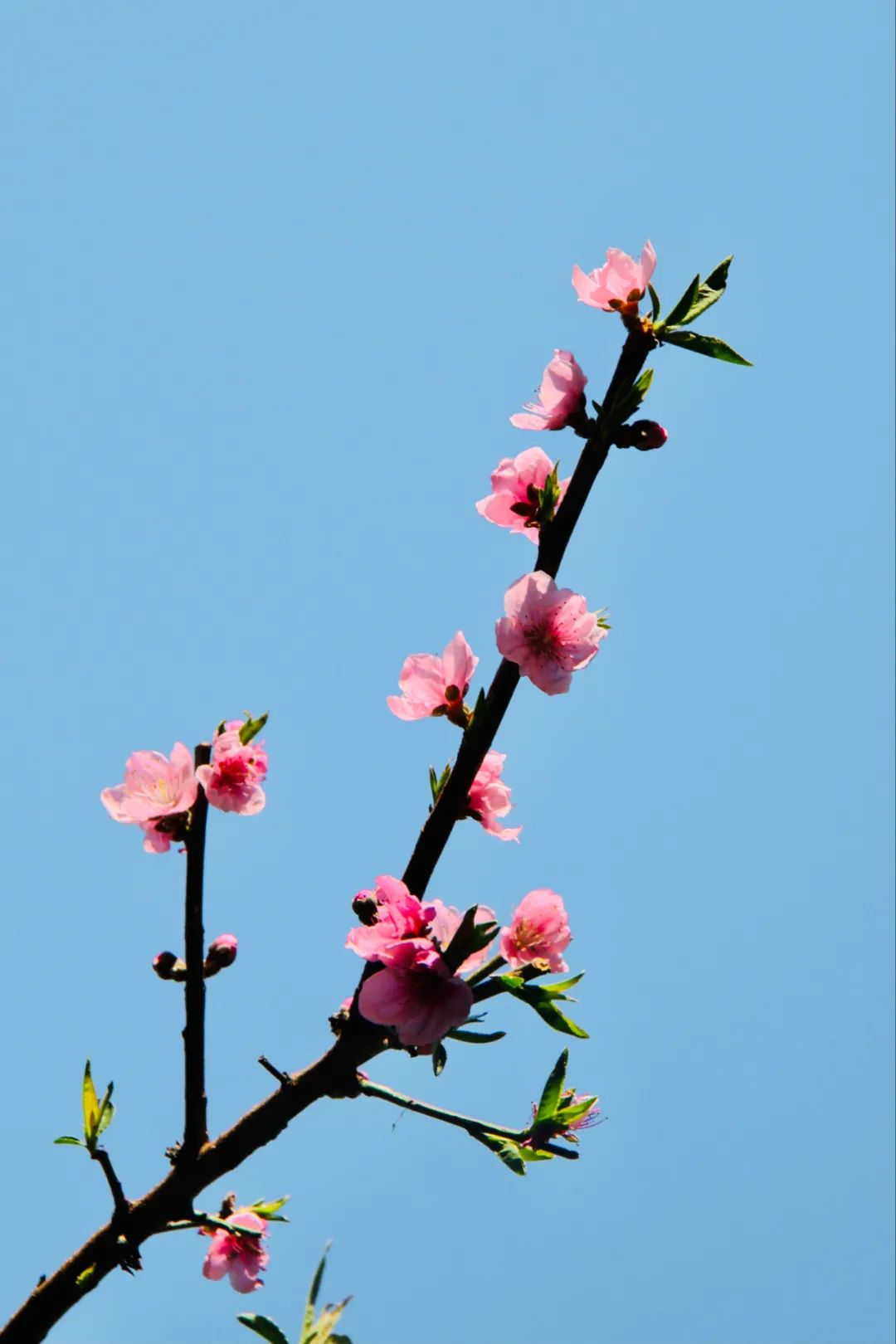 6首最美桃花诗词：桃之夭夭，惊艳了整个春天-第4张图片-诗句网