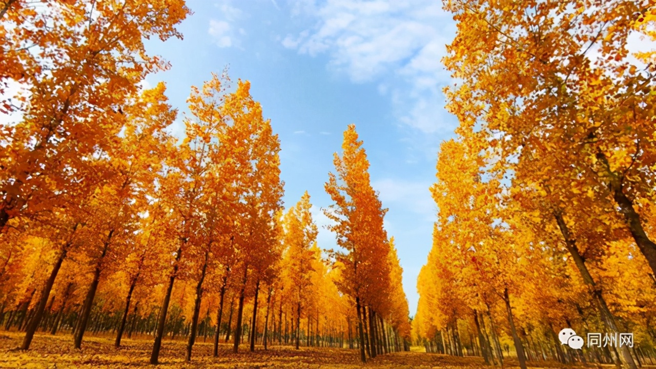 11月11日 渭南文化旅游资讯微报（组图）