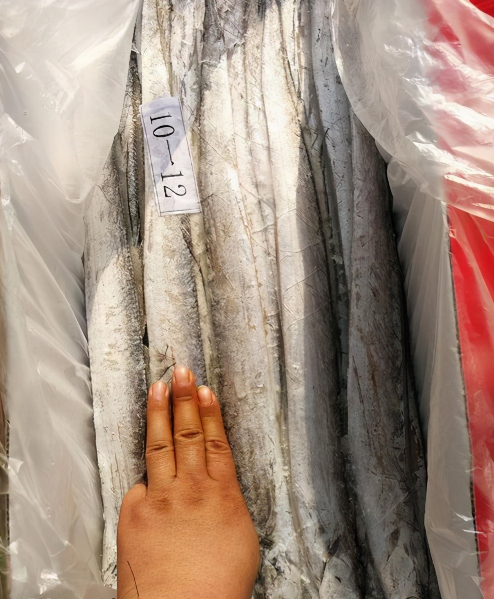 買帶魚，“黑眼”好還是“黃眼”好？顏色不同區(qū)別大，弄懂了再買