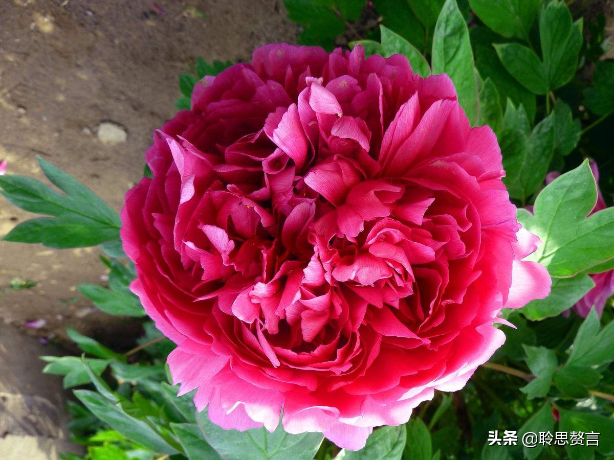 生日祝寿诗词精选四十二首 最美好的祝福，都在诗句里了-第41张图片-非凡网