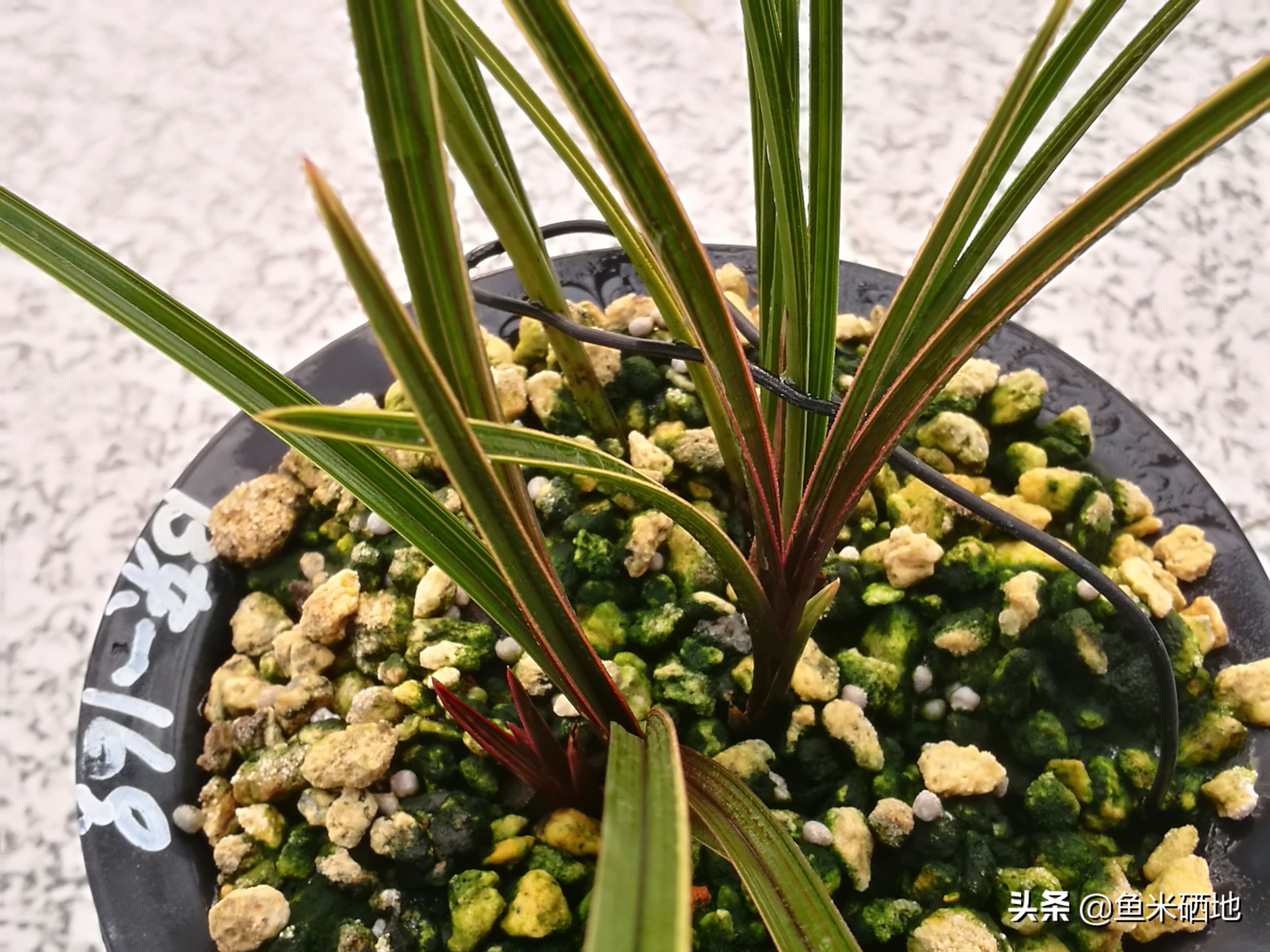 名品兰花,蕙兰红香妃边草,新苗太漂亮了!