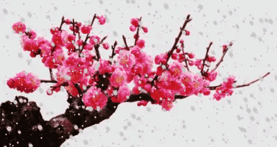 关于梅的诗句大全 梅雪争春未肯降，骚人阁笔费评章图片