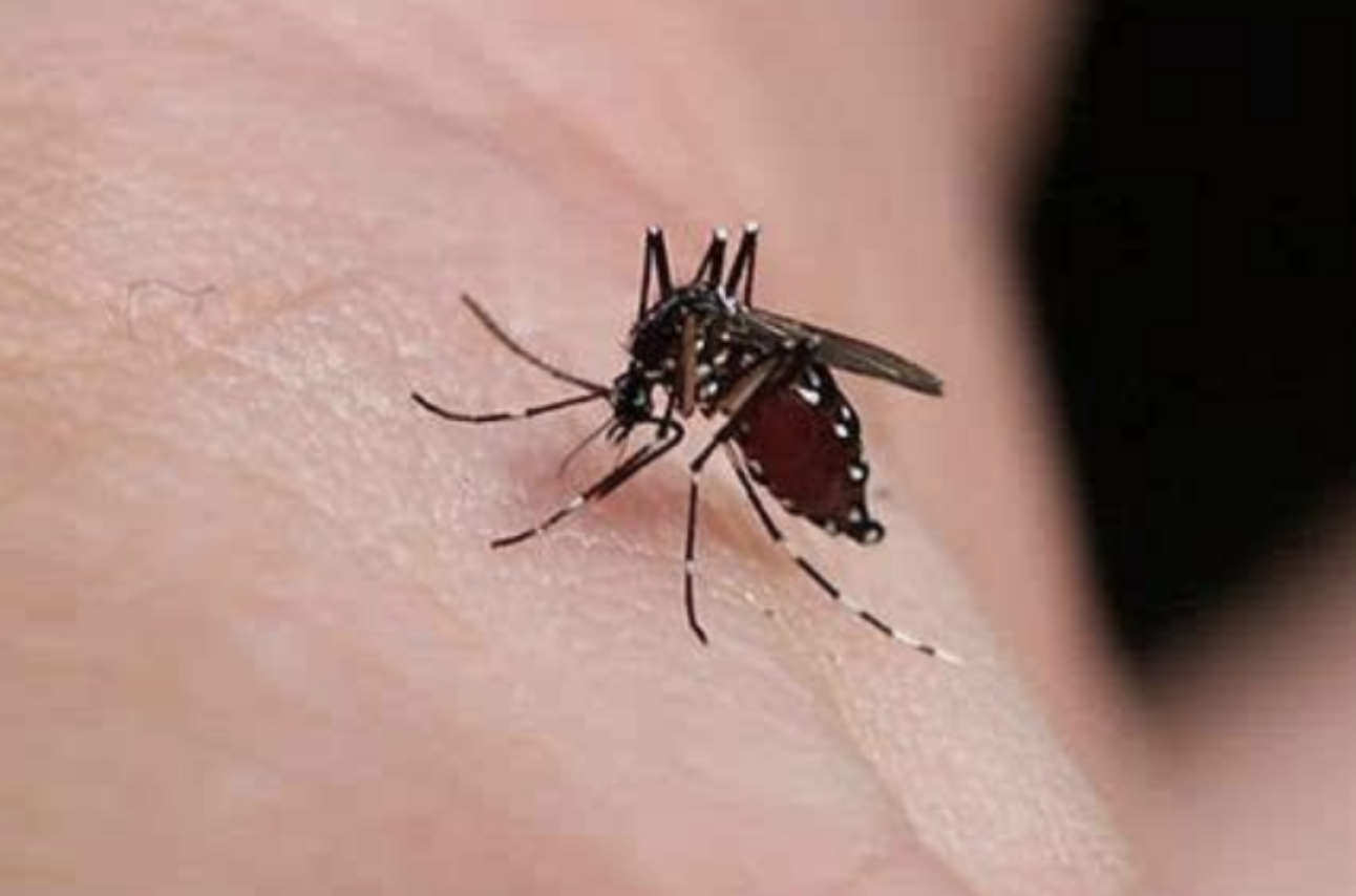 蚊子为什么要吸血，它们吸的血都去哪了？你们知道吗？