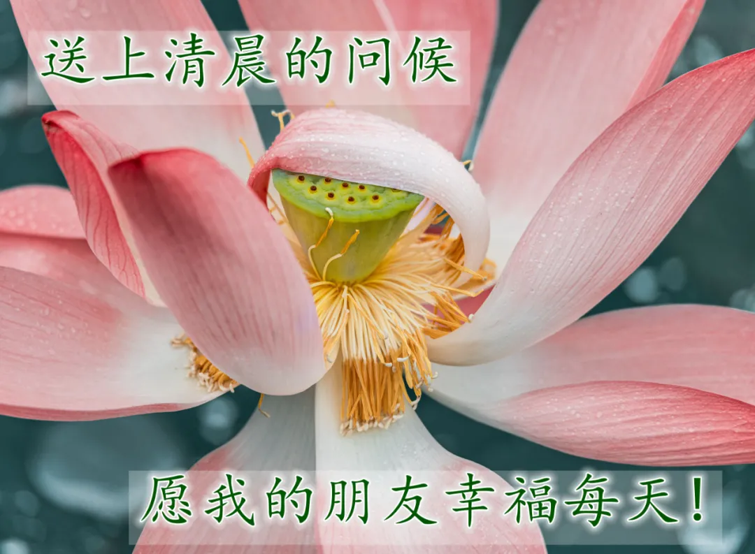 最新的早上问好祝福图片带字,最真诚的早安问候美图图片
