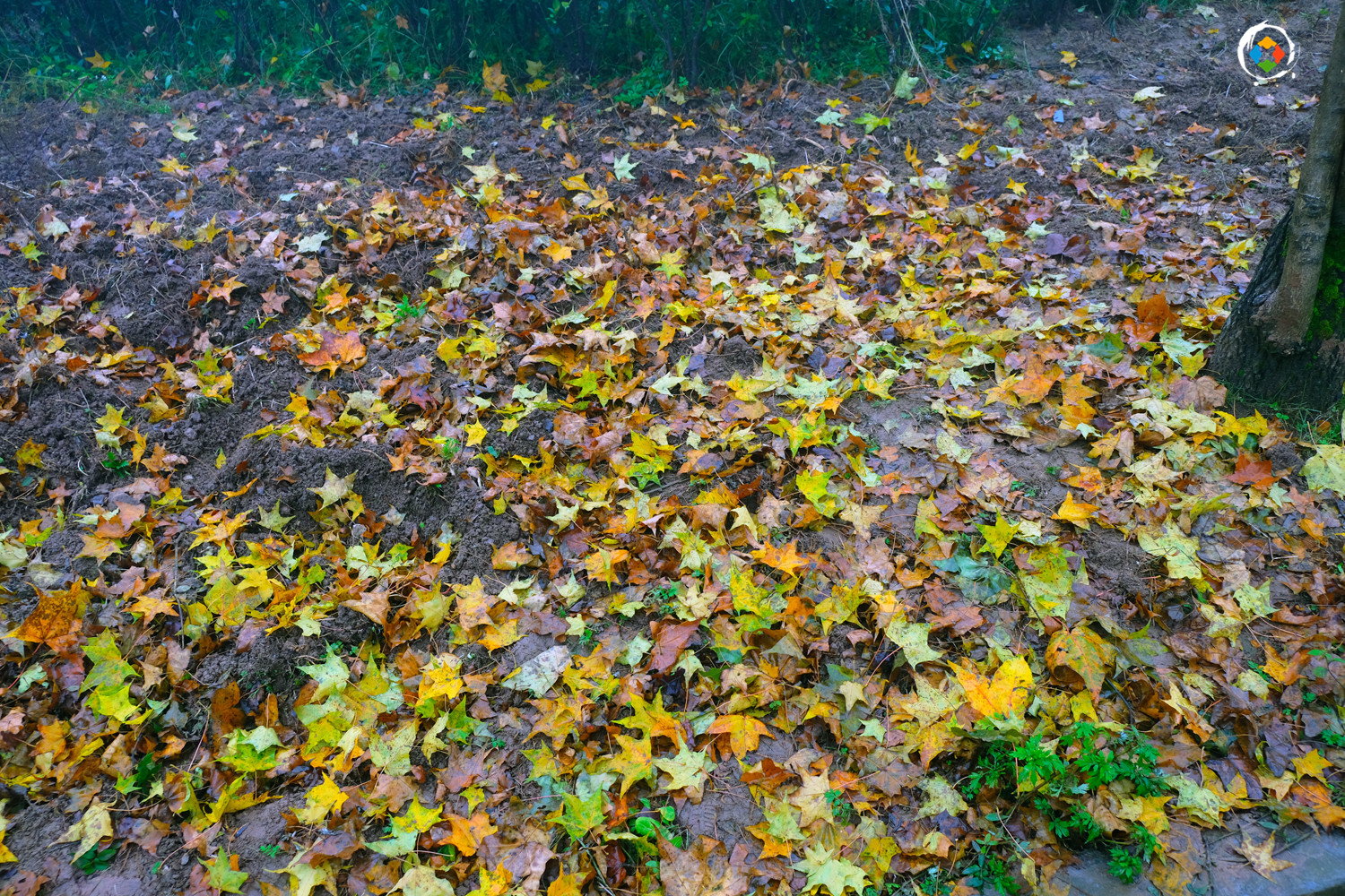 景区因造假被罚款5万元，重庆的“照骗”景点，你都去过哪些？