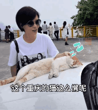 猫咪主动跳上车，能有啥坏心思？只不过想来一场说走就走的旅行