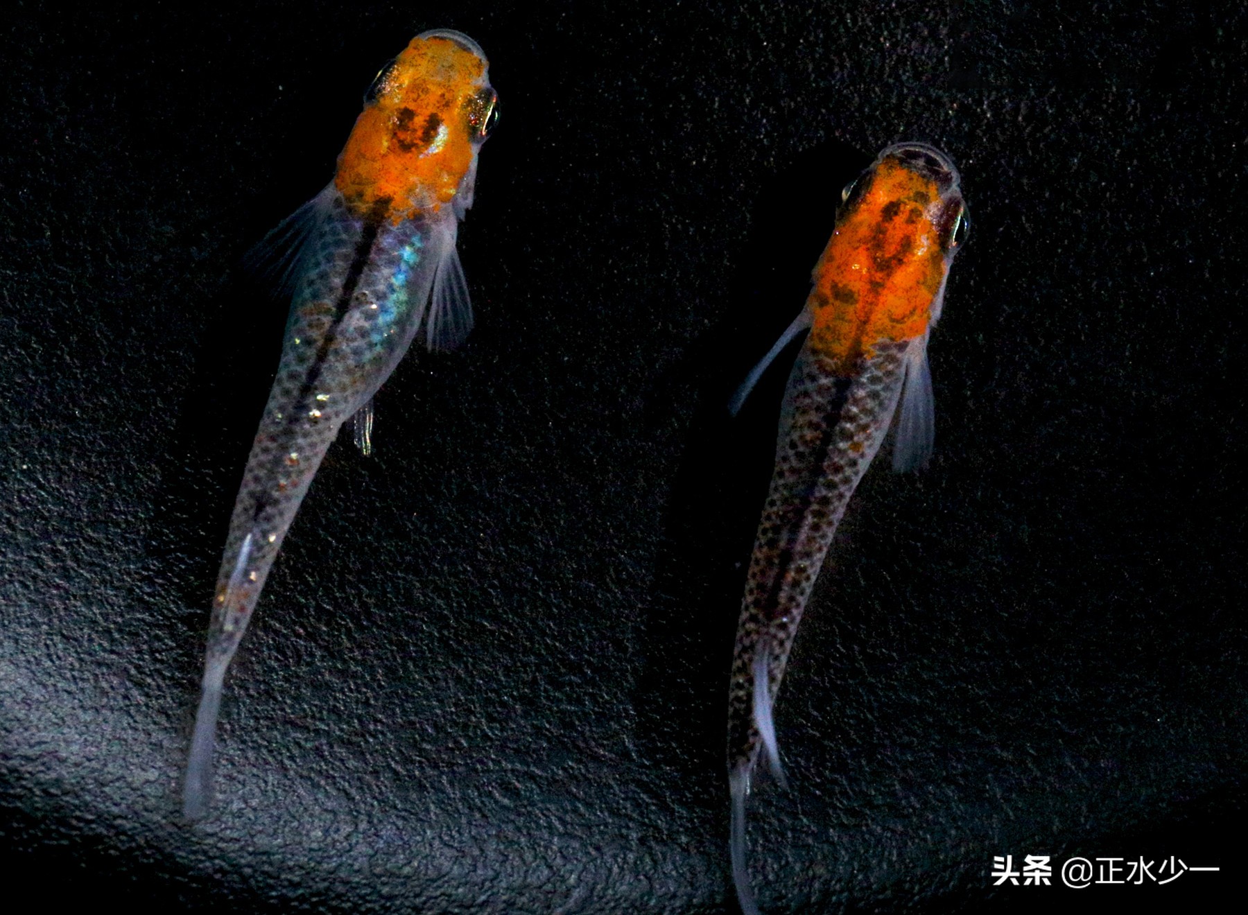 12種養不死的觀賞魚都有哪些 新手都可以輕鬆養好的是哪些魚 正水少一 Mdeditor