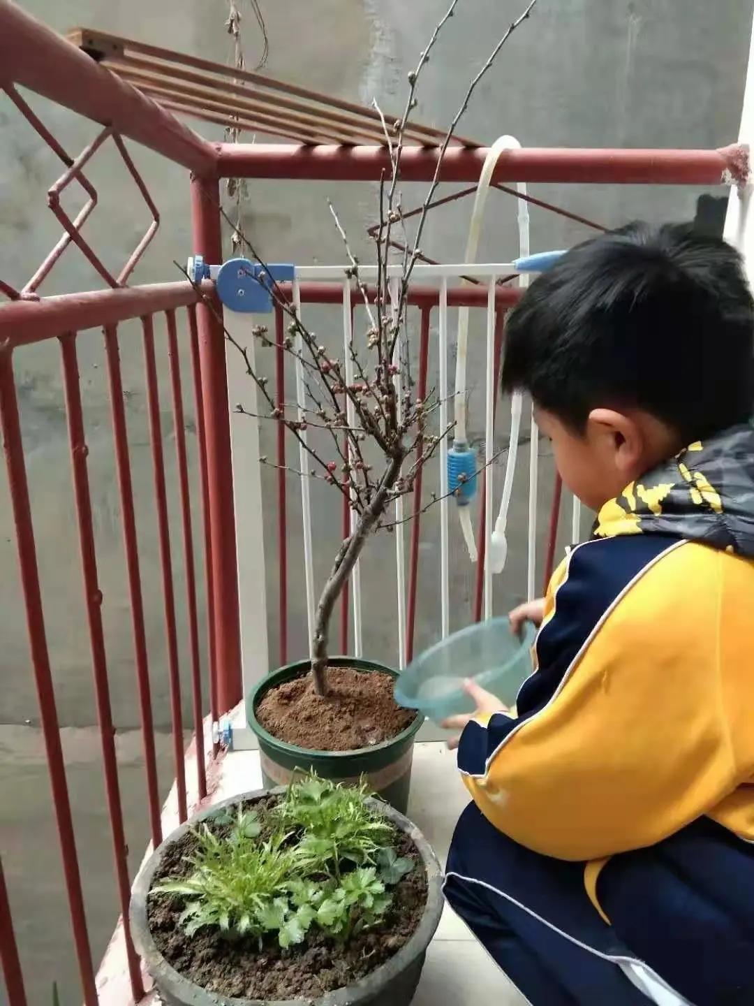 ��֮��.ֲ�̻���--�����еھ�Сѧֲ���ڻ��Ӱ