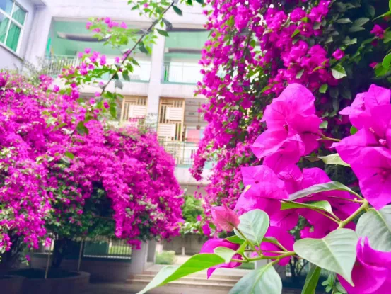 “乘风破浪”的武侯实验，让每一颗优质的种子，骄傲起来