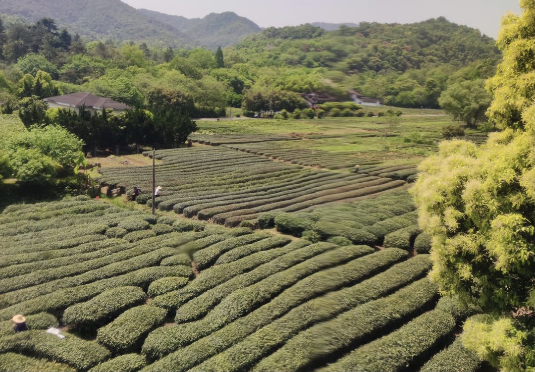 陆桐说茶：安全无小事，浅谈茶叶中的农残问题「茶健康」