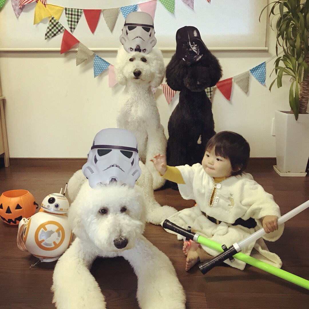日本老太用贵宾犬给小女孩拍照，结果让你心都融化了