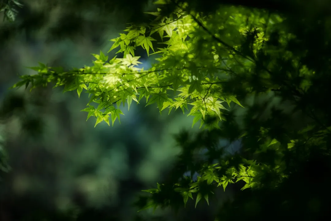 “牵牛花，一朵深渊色。”——有一种短诗，叫俳句