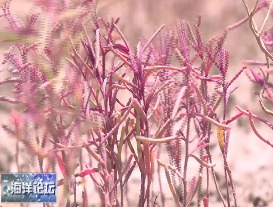 王诗成：威海，进入碳汇经济时间