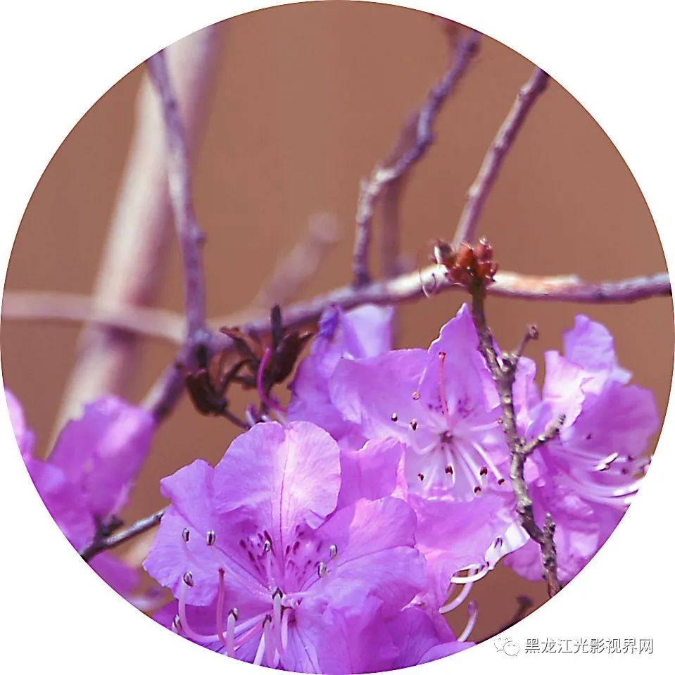 五月的鲜花再次“绽放”,你来了吗?