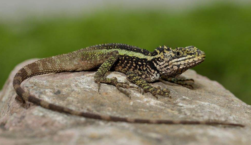 当遇到危险的时候，蜥蜴为什么要放弃自己的尾