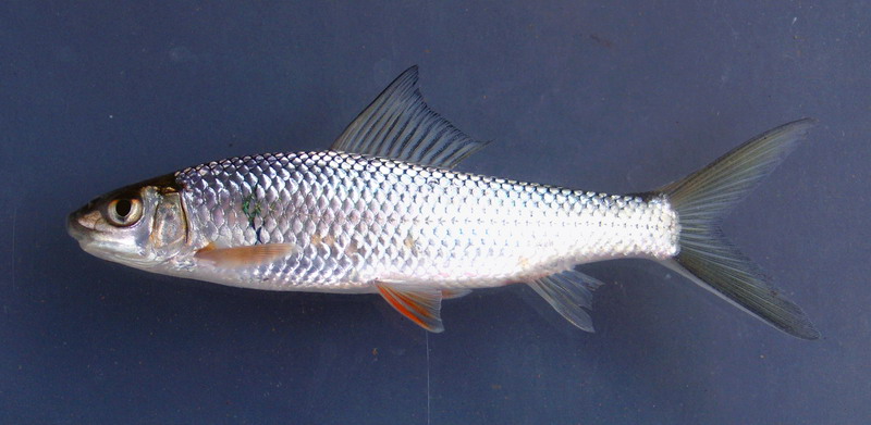 麦鲮侵入南方水系,30年成"珠江一哥"_淡水鱼类_西南渔业网 水花鱼