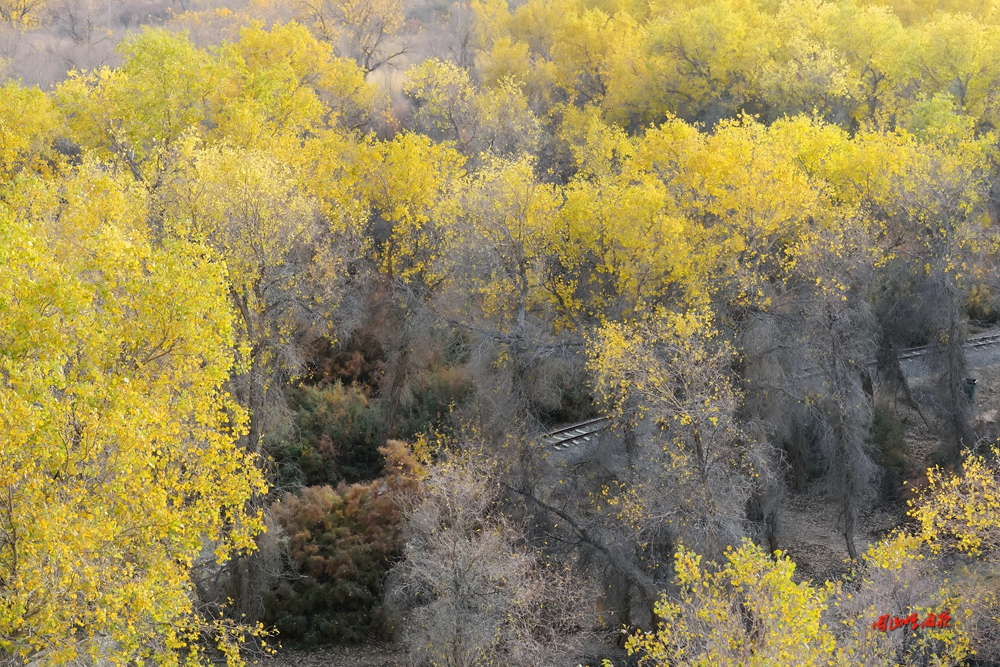 塔里木胡楊林公園——秋季到塔里木看世界上最大最古老的胡楊林