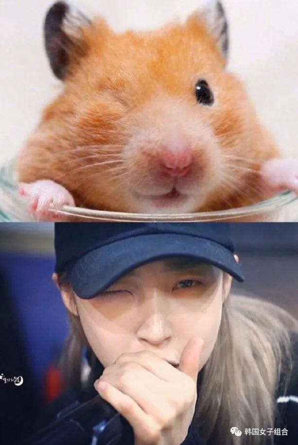 和仓鼠相似度100的这位女团爱豆