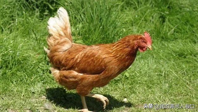 农村怪相：商贩在农村高价收购老母鸡，年岁越