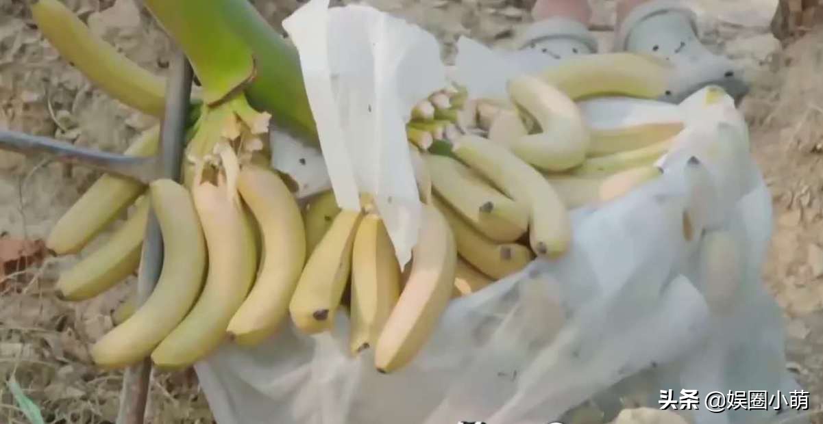 《向往的生活4》滤镜到底多重？看这个杯子就知