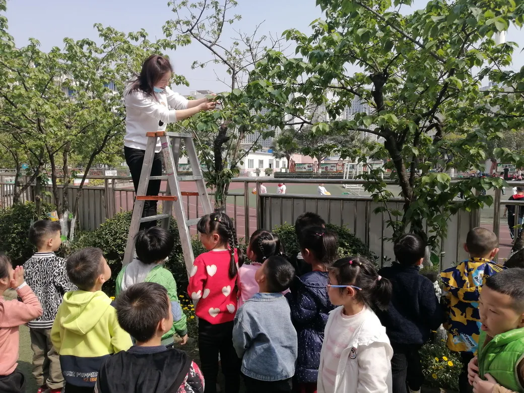 天府新区华阳幼儿园西区开展“幼儿园里的樱桃树”主题活动