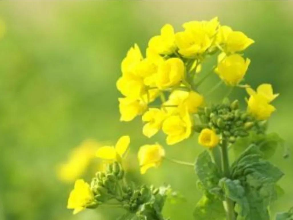 嘴口红和油菜花景色搭配美翻了 网游小鱼儿 Mdeditor