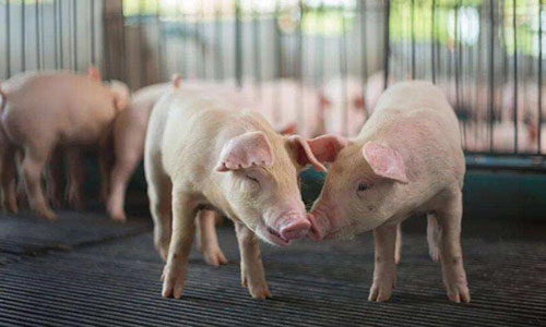 养了27年的猪，成河南首个千亿富豪，财富一年涨