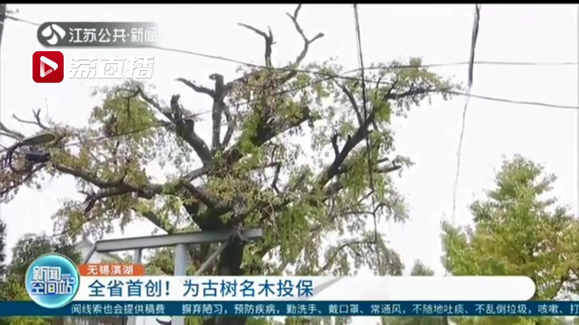 创新维保方式 无锡为600多年树龄的古银杏树投保