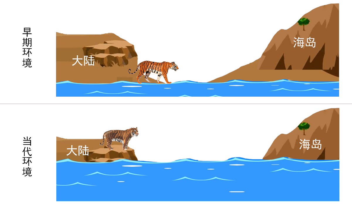 有虎无狮、有狮无虎的猛兽分布格局，是如何自然形成的？